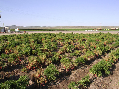 Fig. 1: Photograph showing early symptoms of Verticillium wilt (yellowing, wilting) in a field of chile peppers.